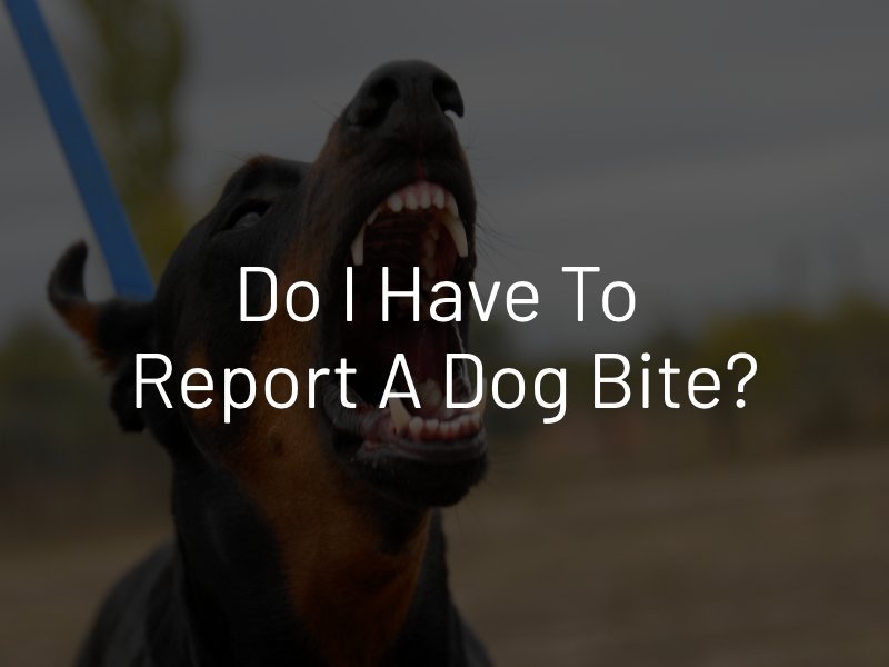do i have to report a dog bite