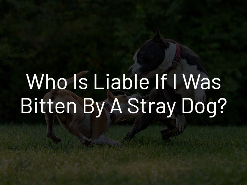 liability for stray dog bite