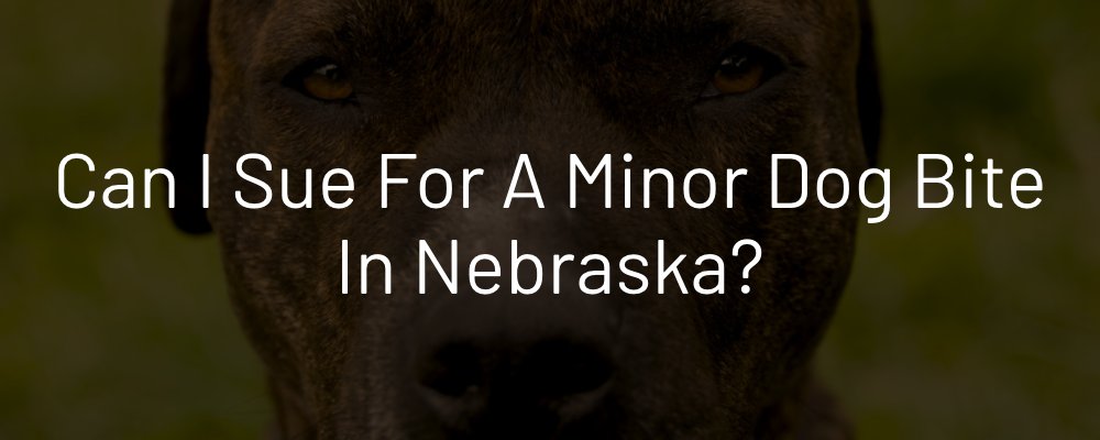 Can your sue for a minor dog bite in Nebraska?