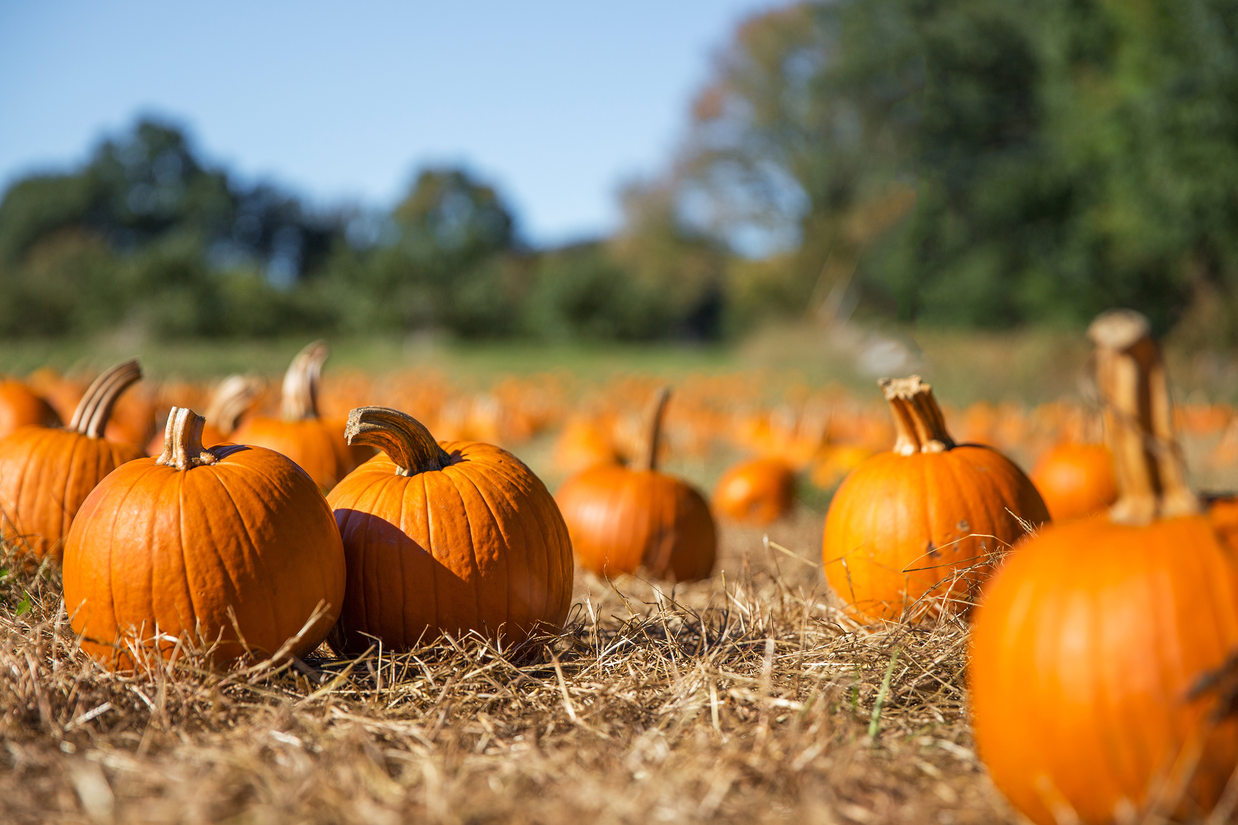 Orange pumpkins at an outdoor farmers market pumpkin patch, representing the Christ the King Fall Festival sponsored by Knowles Law Firm